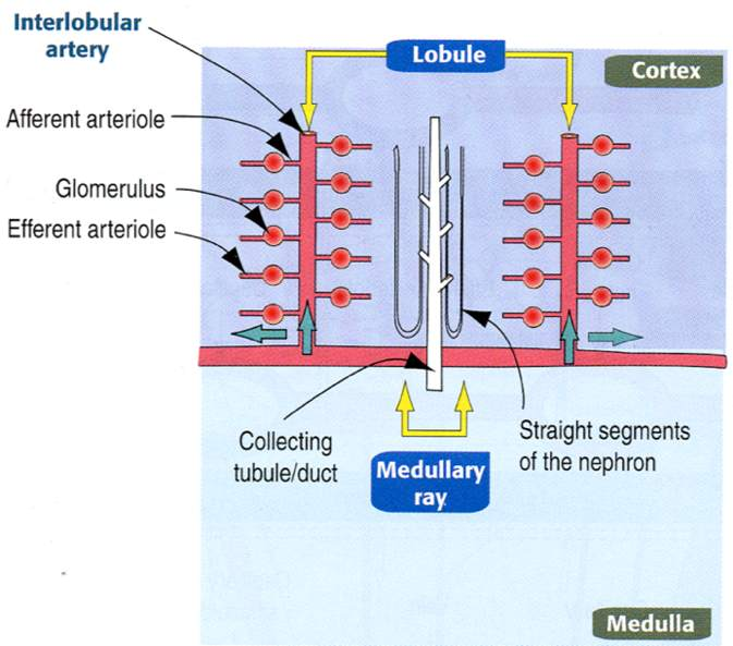 Lobulo renale Immagine tratta da: Hystology and