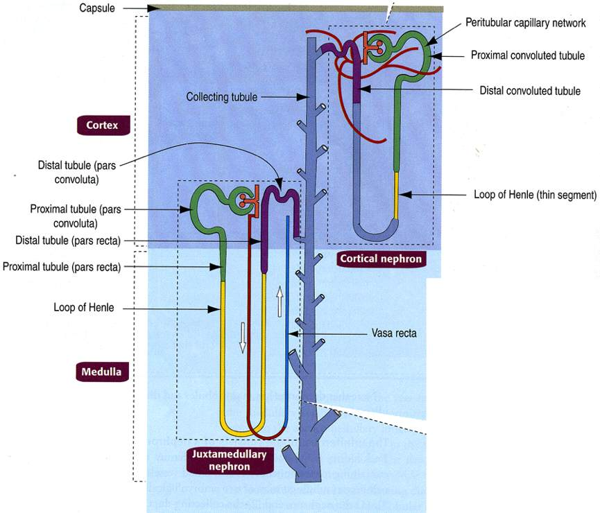 Immagine tratta da: Hystology and Cell