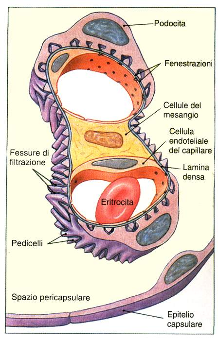 Immagine tratta da: Anatomia Umana, Martini,