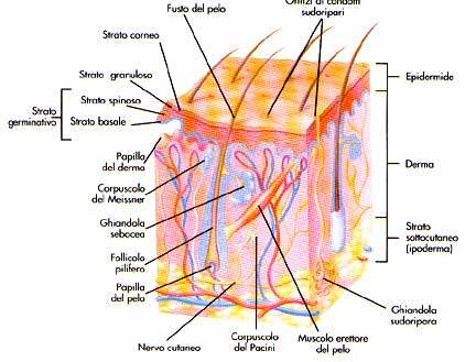 LA CUTE ANATOMIA DELLA CUTE Organo molto esteso che riveste il