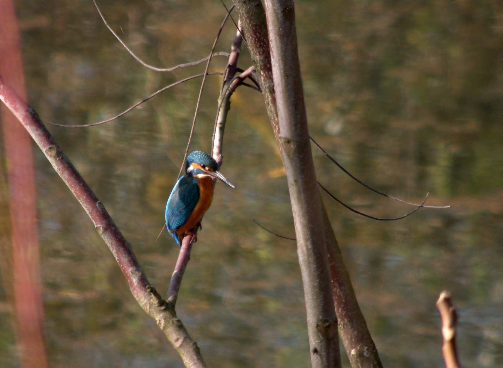 prova di come il lago del Parco degli Aironi è un punto di sosta importante per le specie migratrici.