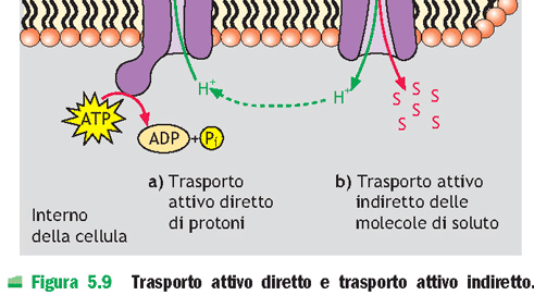 1) TRASPORTO ATTIVO PRIMARIO; 2)