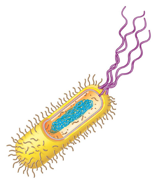 Le cellule procariotiche (presenti negli eubatteri e negli archebatteri) sono cellule piccole, relativamente semplici, che non hanno un nucleo circondato da una