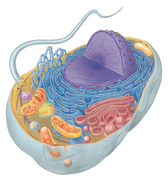 Una cellula animale contiene una varietà di organuli circondati da membrane.