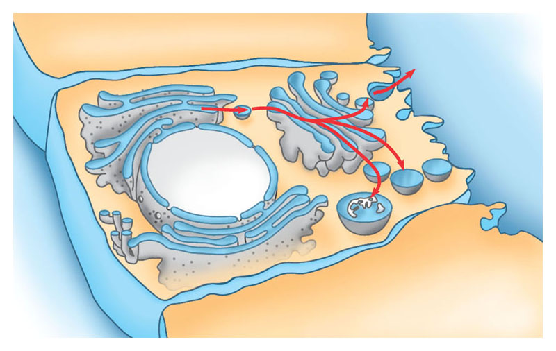 I vari organuli del sistema di membrane interne sono interconnessi strutturalmente e funzionalmente.