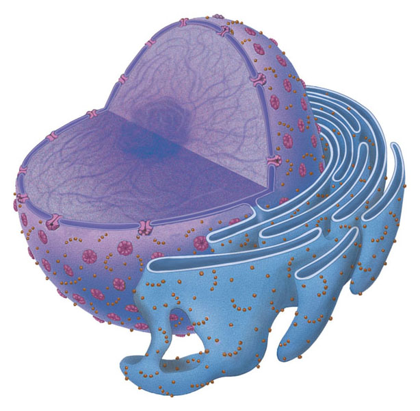 4.7 Il nucleo è il centro di controllo della cellula Il nucleo è solitamente l organulo più grande ed è separato dal citoplasma tramite la membrana nucleare.