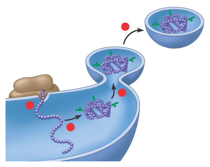 I ribosomi sulla superficie del reticolo endoplasmatico ruvido producono proteine che sono secrete dalla cellula, inserite nelle membrane o trasportate in vescicole ad altri organuli.