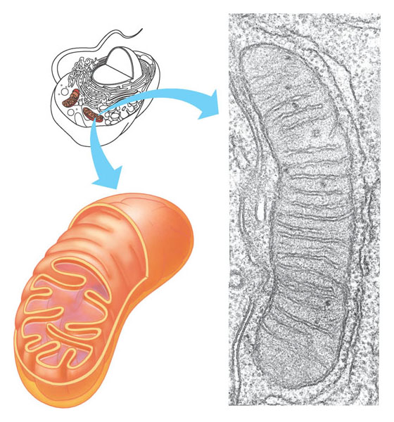 4.14 I mitocondri convertono l energia chimica presente negli alimenti in energia utilizzabile dalla cellula Nei mitocondri avviene la respirazione cellulare che converte l energia chimica degli