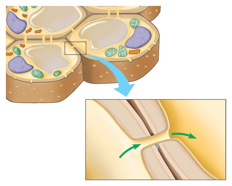 Le cellule vegetali sono sostenute da pareti cellulari rigide fatte per la maggior parte di cellulosa.