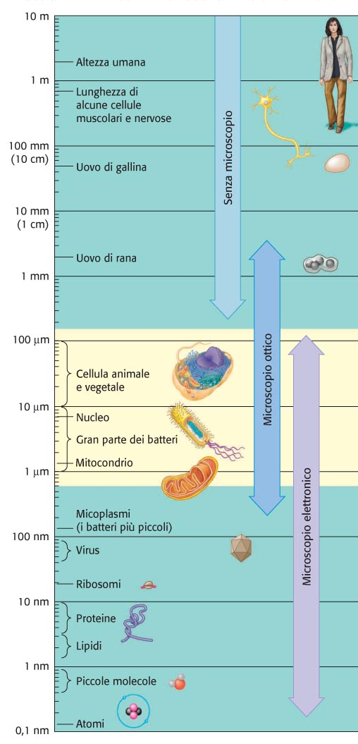 4.2 Le dimensioni delle cellule variano a seconda delle loro