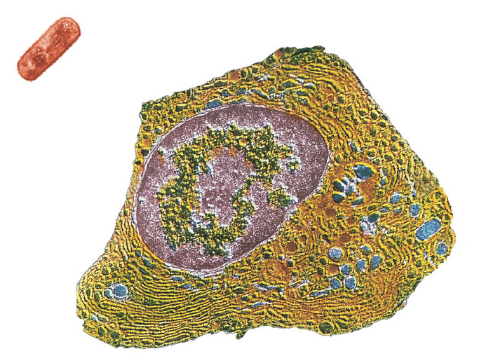 4.3 Le cellule procariotiche hanno una struttura più semplice delle cellule eucariotiche Esistono due tipi di cellule: