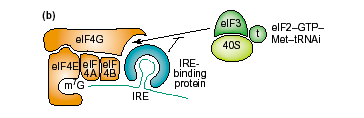 CONTROLLO SPECIFICO: regolazione della traduzione del gene della ferritina (trasportatore ferro) IRE= Iron Responsive Element IREBP si lega al 5 UTR ed