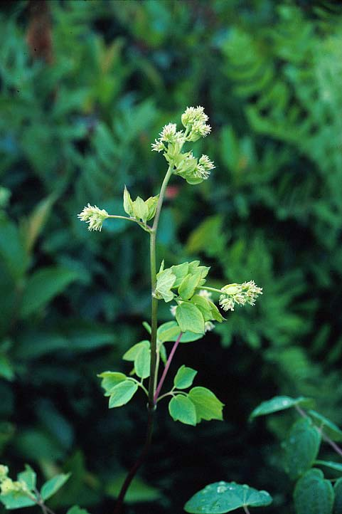 Fusto Aconitum sp.