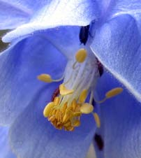 Fiore Androceo Stami numerosi, filamenti liberi, Antere a deiscenza longitudinale.