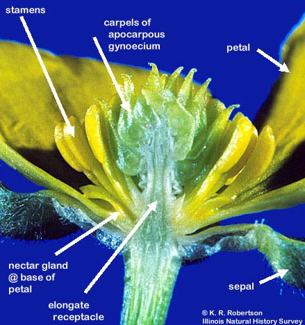 Fiore Gineceo Carpelli normalmente 5 o, occasionalmente ridotti ad 1 solo, di norma liberi.