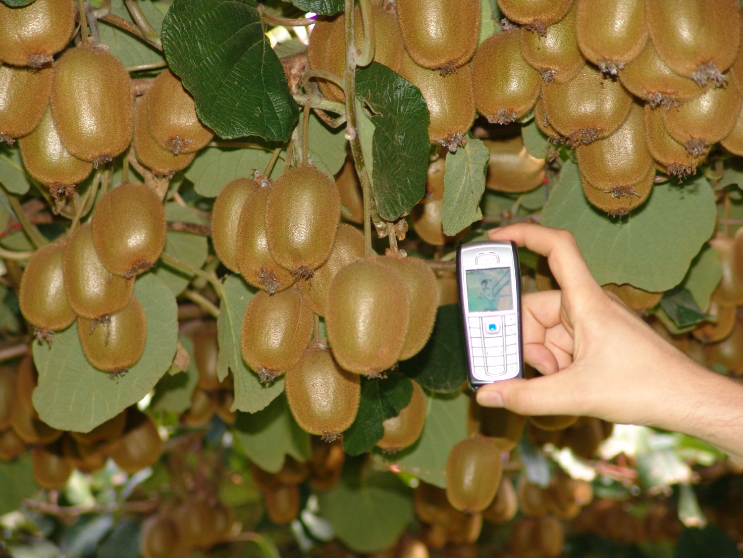 Nella foto frutti di Kiwi con applicazioni di Sitofex. E prodotto dalla società tedesca AlzChem AG e commercializzato in Italia dall Agricola Internazionale di Pisa.