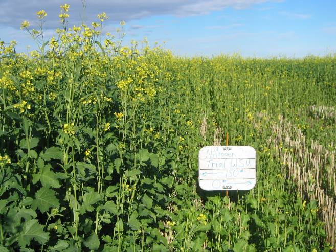 Piante biocide come piante spia della