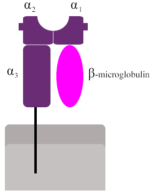 β 2 - microglobulina La β 2 - microglobulina è una proteina di PM 11800 Daltons, presente sulla superficie cellulare di tutte le cellule nucleate, quale subunità