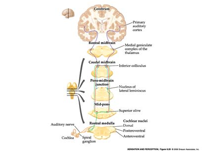 9 Auditory System Pathways Strutture della corteccia acustica Nervo acustico (VIII nervo cranico) trasporta segnali della coclea al tronco encefalico Qui tutte le fibre del nervo acustico fanno