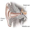 Membrana timpanica: Il timpano è un sottile strato di pelle alla fine del canale uditivo esterno che vibra in risposta ai suoni Mito comune: Bucare il timpano rende sordi In molti casi il timpano è