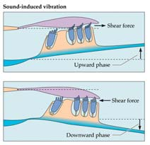 9 The Cochlea (Part 4) Le vibrazioni trasmesse attraverso le membrane timpaniche e gli ossicini dell orecchio medio fanno in modo che la staffa faccia oscillare la finestra ovale fuori e dentro il