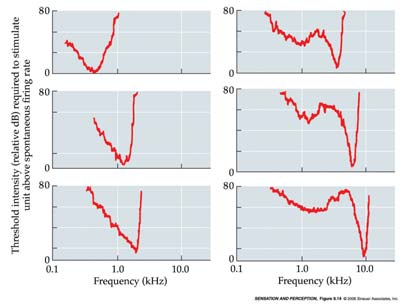 Le scariche dei neuroni che formano il nervo acustico in attività neurale completano il processo di trasduzione dei segnali da onde sonore a segnali neuronali Codificare l ampiezza e la frequenza dei