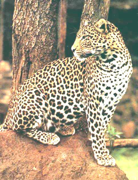 Un esempio: Come è possibile distinguere il giaguaro dal leopardo?