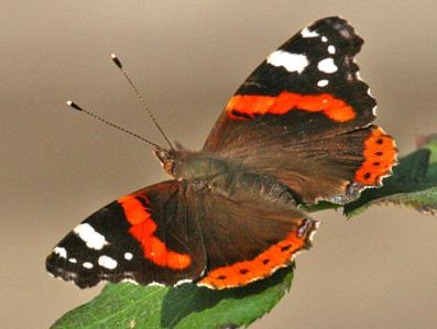 8 Cynthia cardui Vanessa atalanta 9 2 Quali altri animali subiscono