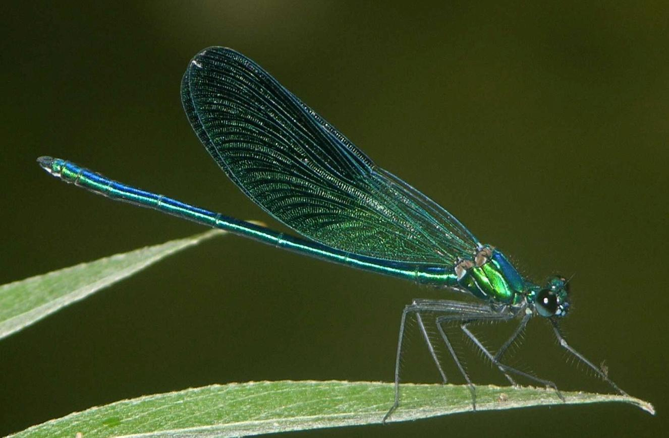 In alcune specie di insetti larve: vivono in acqua respirando