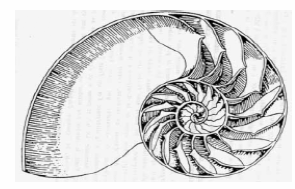 Costruire la sezione aurea di un segmento Organizzazione del percorso ESEMPI DI SPIRALI LOGARITMICHE Vortici di M.C. Escher