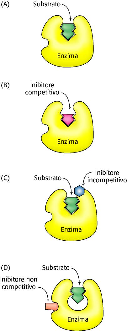 INIBIZIONE ENZIMATICA REVERSIBILE Gli inibitori (I) legano l enzima e interferiscono con la loro attività modificando la Vmax, la Km o entrambe.