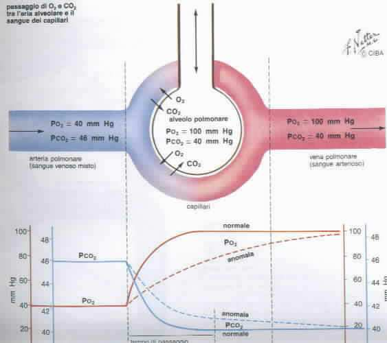 PACO2=Pa CO2 E inversamente proporzionale alla ventilazione