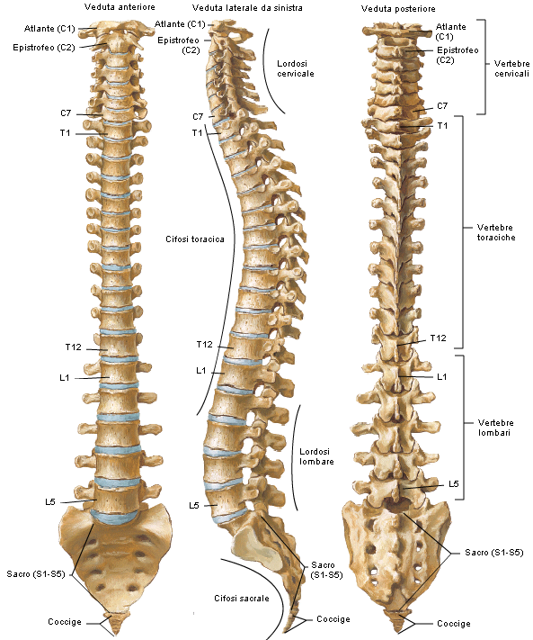 1 La colonna vertebrale 1.1 Introduzione La colonna vertebrale è l asse portate del nostro apparato motore. Possiede diverse ossa chiamate vertebre.