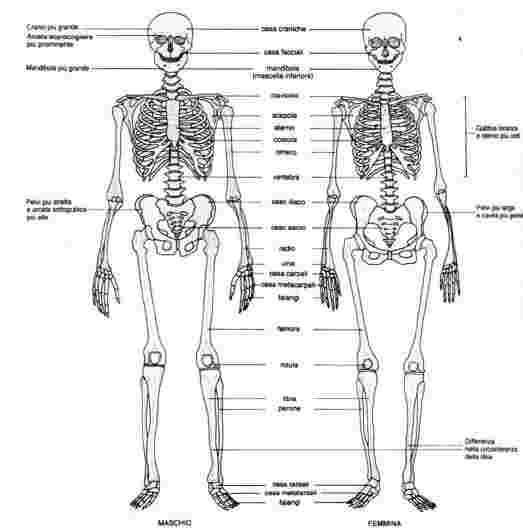 Differenze tra scheletro maschile e