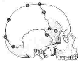 Sinostosi delle suture craniche Fasi di ossificazione delle suture secondo P.