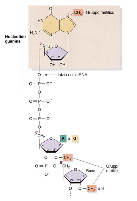 Processamento dell mrna: aggiunta del cappuccio all estremità 5 la 7-metilguanosina è aggiunta all estremità 5 del trascritto