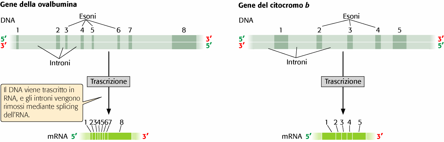 Caratteristiche degli introni Sono presenti quasi esclusivamente nei geni eucariotici Variano per numero (nell uomo da 0 a 60) Variano per lunghezza (da 200 fino a