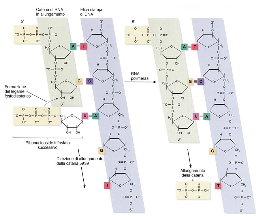 La biochimica della trascrizione Componenti richiesti: DNA stampo RNA