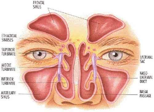 Gli organi dell apparato respiratorio superiore Un setto verticale, il setto nasale, divide la cavità nasale in due porzioni.