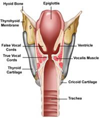 LA LARINGE Le membrane mucose della laringe formano due paia di pieghe un paio superiore, le corde vocali false: trattengono l