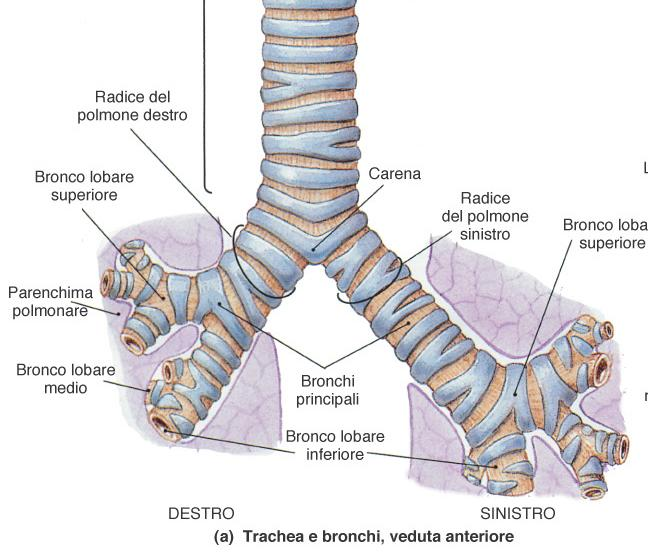 BRONCHI PRINCIPALI Originano dalla trachea e raggiungono l ilo del polmone dove si ramificano. Il bronco destro ha diametro > del sinistro.