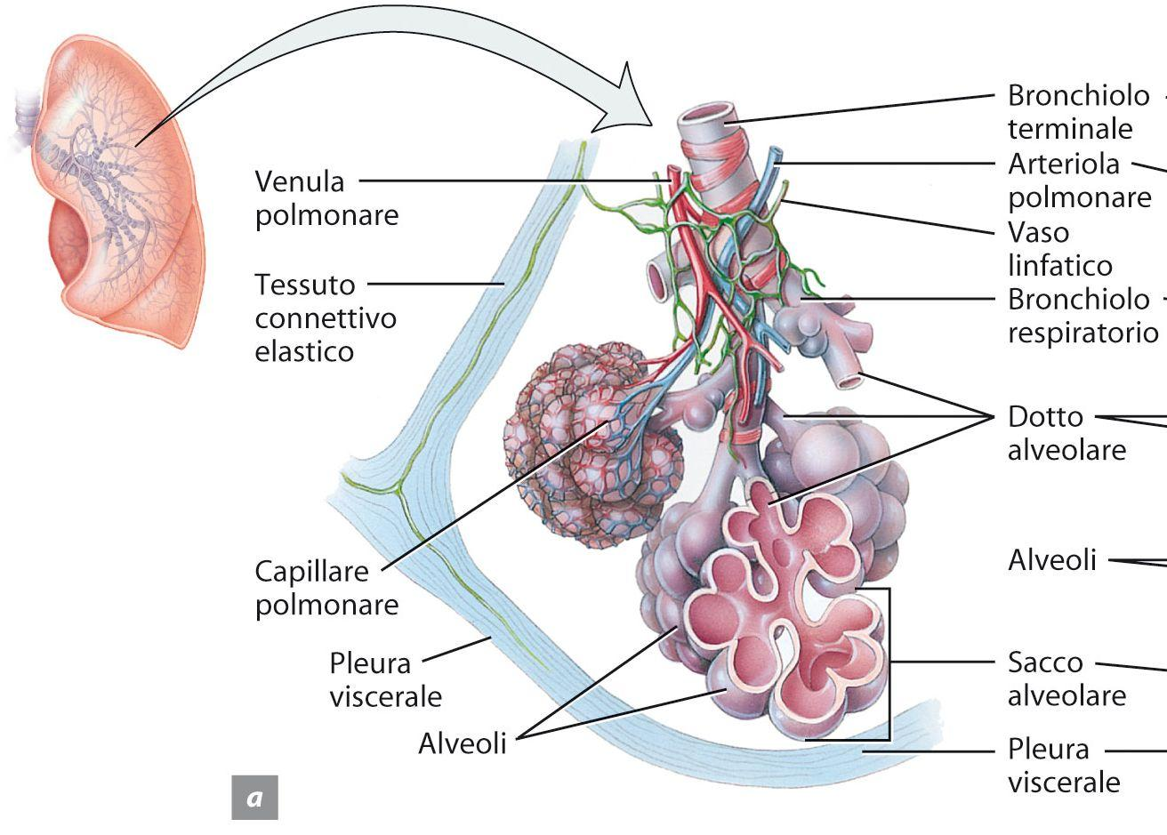 3. Gli organi dell apparato respiratorio inferiore Tortora,