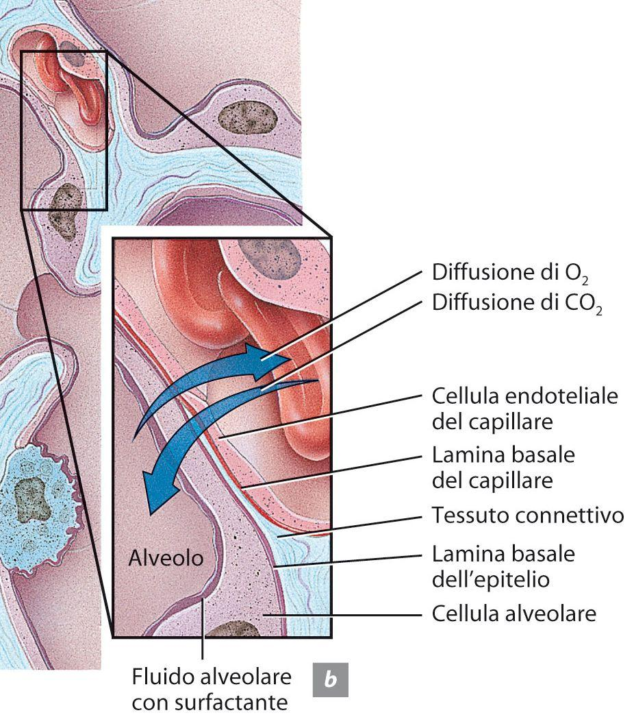 Gli organi dell apparato respiratorio inferiore Lo scambio di gas