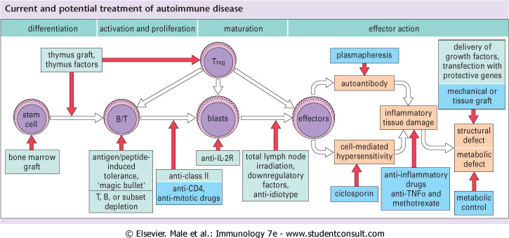 Figure 20.25 Current treatments for arresting the pathological developments in autoimmune disease are given in blue boxes, and those that may become practicable in green boxes.