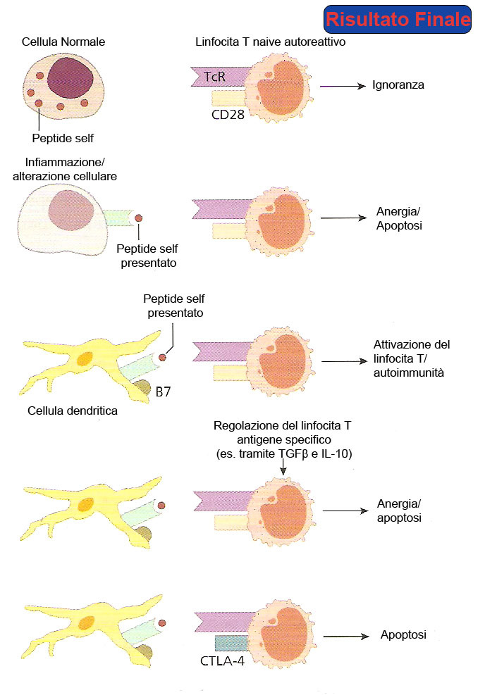 Cellule Pro-T MIDOLLO OSSEO TIMO CLONI AUTO-REATTIVI TCR Peptide self MHC Epitelio del timo apoptosi TOLLERANZA CENTRALE CLONI NON AUTO-REATTIVI INDUZIONE DI RISPOSTA IMMUNITARIA CD28 Peptide