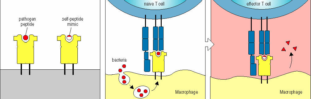 Rilascio di antigeni sequestrati Esempi Proteina Basica della Mielina (MBP) associata alla sclerosi multipla Proteine della cornea e della lente oculare, dopo infezione o trauma Antigeni cardiaci in