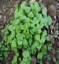 Crescioni e altre insalate Crescione è un termine generico per indicare diverse specie di piante Sia il crescione invernale che il crescione inglese appartengono alla famiglia delle crucifere ma non