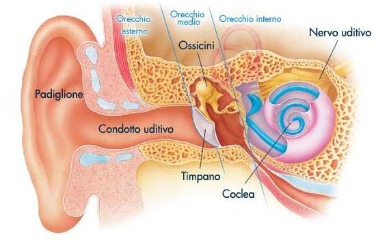 Sensibilità orecchio umano Suono ed orecchio quenza tra 20 e 20.