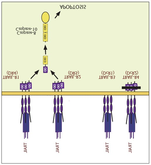 Il sistema TRAIL è il più indicato per la terapia TRAIL favorisce l apoptosi nelle cellule tumorali ma non risulta avere nessun effetto nelle cellule
