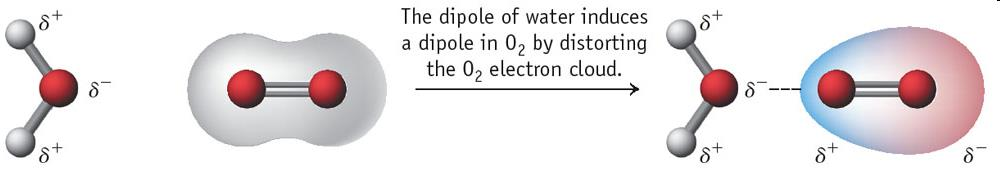 Un dipolo può essere indotto in una specie non polare da uno ione o da un dipolo permanente.